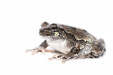 Gray Treefrog (Hyla Versicolor)