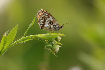 una farfalla melitaea su un fiore