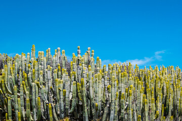 Calm Cactus desert in Punta de Teno dry volcanic landscape, Tenerife, Canary Island, Spain