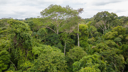Fototapeta premium Amazon rain forest 