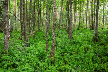 Sciurys cape trail between two lakes - Baltieji Lakajai and Juodieji Lakajai
