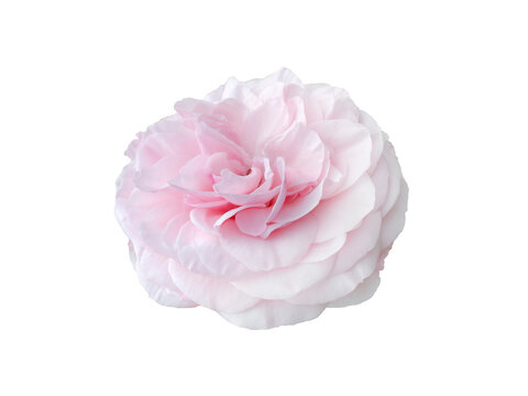Fresh beautiful pink rose isolated on white background