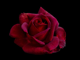Dark red rose is on black background