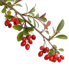 sweet barberry twig barbarum plant on transparent background