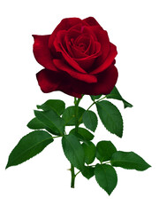 Dark red rose with green leaves isolated on white