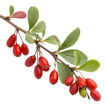 sweet barberry twig barbarum plant on transparent background