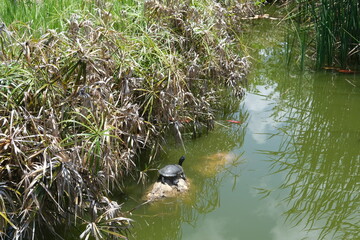 turtle in a lake