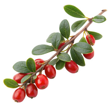 sweet barberry twig barbarum plant on transparent background