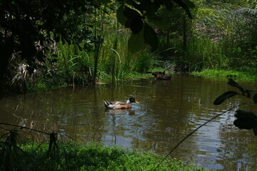 ducks on the lake