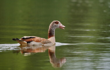 Egyptian goose (Alopochen aegyptiaca) floats in the water.