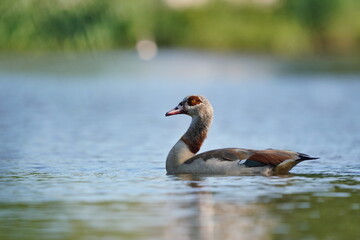 Obraz premium Egyptian goose (Alopochen aegyptiaca) floats in the water.
