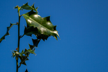 Naklejka premium green leaf with blue sky