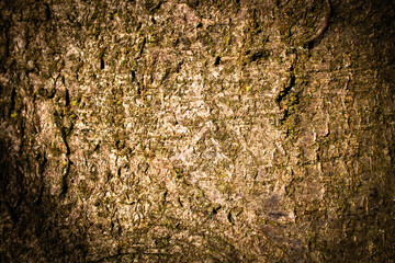 bark of a tree close up