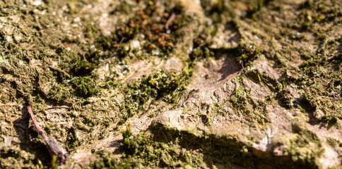 bark of a tree close up