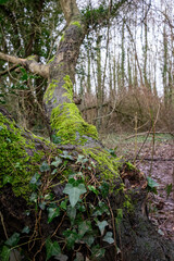 moss on a tree