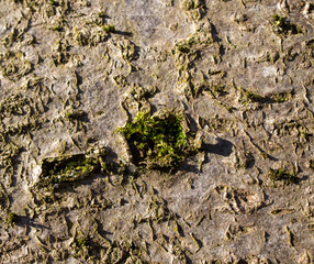 bark of a tree close up