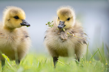 Canada Goose Gosling