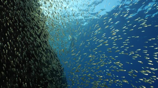 juvenile dusky spinefoot fish school luridus fish hiding and eating on rocks underwater ocean scenery scuba divers to see
