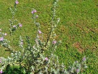 Green lawn in a park garden