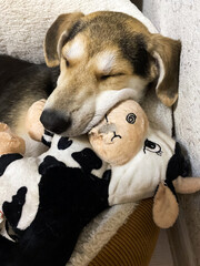 dog sleeps hugging his favorite toy