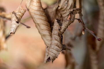 dying winter leaves brown on tree