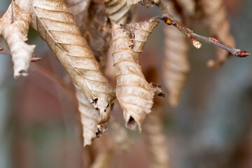dying winter leaves brown on tree
