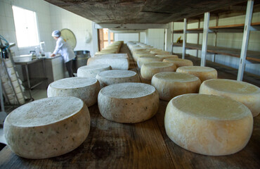 cheese on the shelves