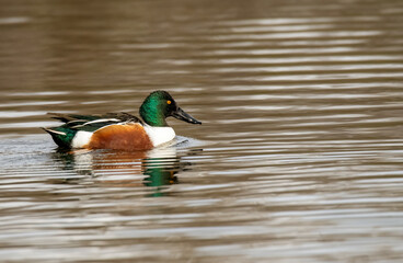 Northern shoveler duck floating in a calm lake