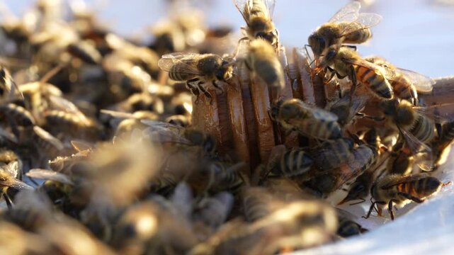 Fresh organic honey and wooden dipper in plate with many worker bees, close up. Honey harvesting. Healthy organic natural food concept, diet