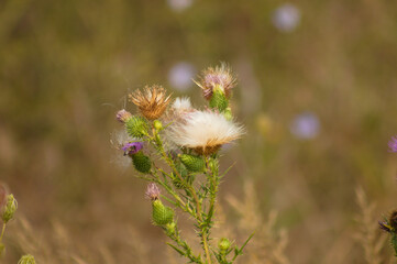 Closeup of fluffy bull thistle seeds with blurred plants on background