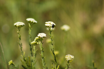 Closeup of common yarrow inflorescence with green burred plants on background