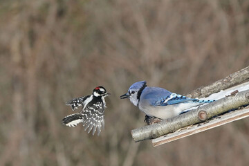 Blue Jays scrapping with male Downy woodpecker