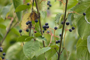 Closeup of black common dogwood fruits on branches with selective focus on foreground