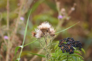 Closeup of fluffy spiny plumeless thistle seeds with selective focus on foreground