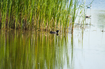 Closeup of green common reed with reflections on rippled lake and bird floating