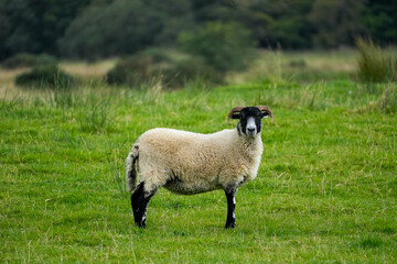 A black-faced sheep standing on a green meadow in Scotland, UK, photographed on 2023-09-03. The serene setting highlights the natural beauty of rural life.