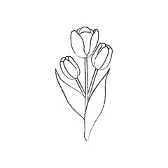 Three Tulips in Pencil-Style Line Art - Elegant Hand-Drawn Flower Bouquet