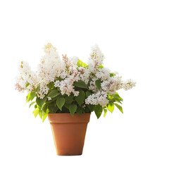 Fototapeta premium Beautiful lilac flowers in a flower pot on a wooden table with a blurred spring garden transparent background,png