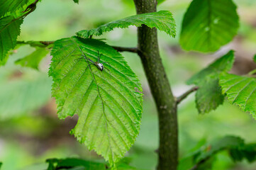 Elegant Spider Resting on a Vibrant Green Leaf in a Forest Setting