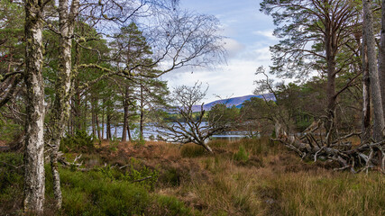 Birch trees near a serene lake in Scotland, UK, photographed on 2024-11-02.