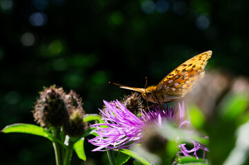 Close-Up of a Meadow Butterfly Feeding on Purple Wildflower
