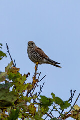 Kestrel (Falco tinnunculus) in Bull Island, Dublin, Ireland, commonly found in open habitats, Europe