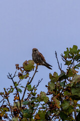 Kestrel (Falco tinnunculus) in Bull Island, Dublin, Ireland, commonly found in open habitats, Europe