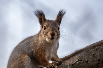 A red squirrel sits frozen on a tree branch and looks at the photographer.