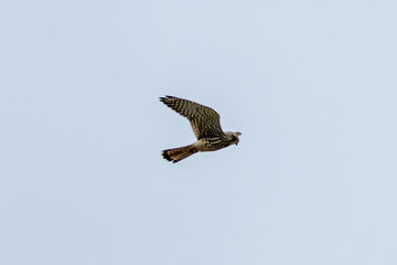 Kestrel (Falco tinnunculus) in Bull Island, Dublin, Ireland, commonly found in open habitats, Europe