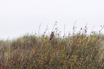 Kestrel (Falco tinnunculus) in Bull Island, Dublin, Ireland, commonly found in open habitats, Europe
