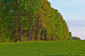 Forest and agricultural field, trees and crops