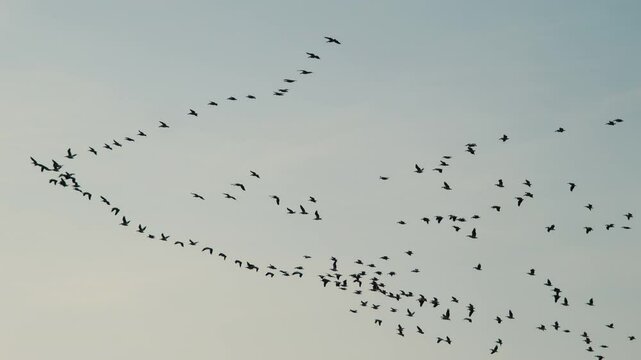 The impressive image of a flock of wild geese flying in a "V" formation in the skies of Konya. This image showcases the cycle of nature and the harmonious flight of the birds.