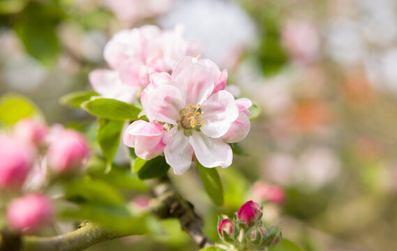 Fototapeta Apple blossom on a tree flowering in spring in a UK garden