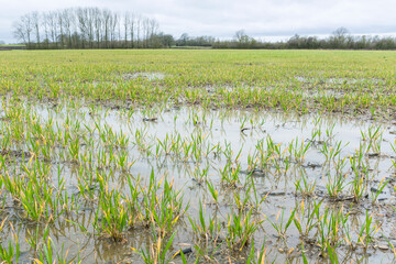 Waterlogged crops in a flooded field, Buckinghamshire, UK